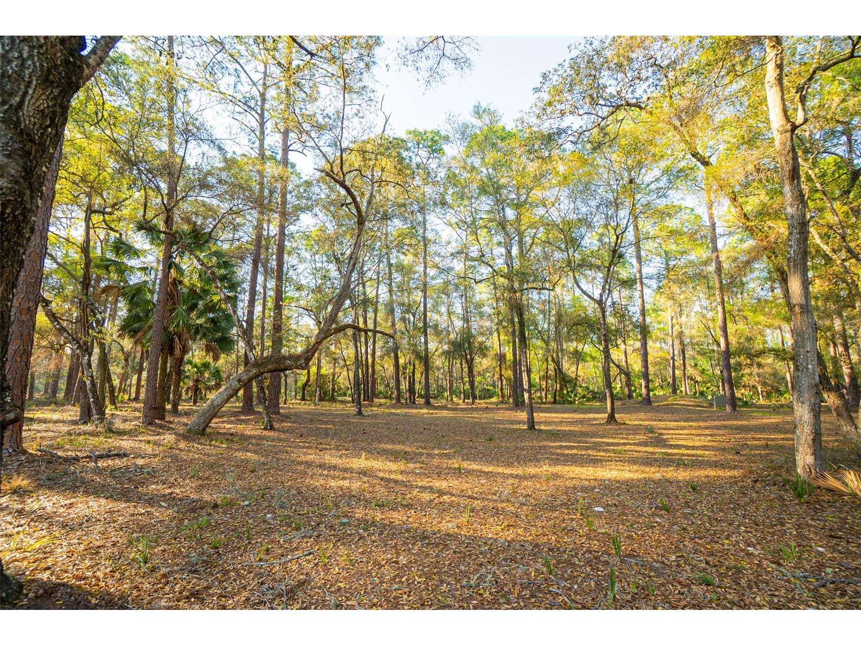 8600 NE 147th Avenue Road Silver Springs FL 34488 - LAKE FORE O6405602 image22