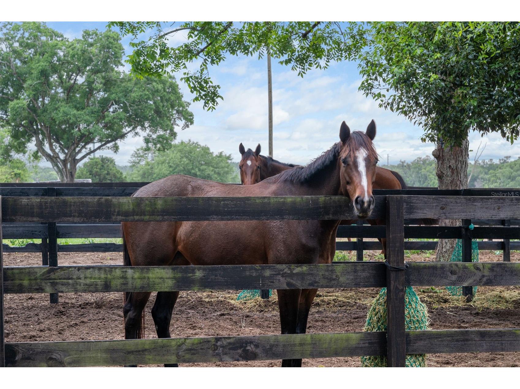 8606 Boyt Road Zephyrhills FL 33540 W7885006 image49