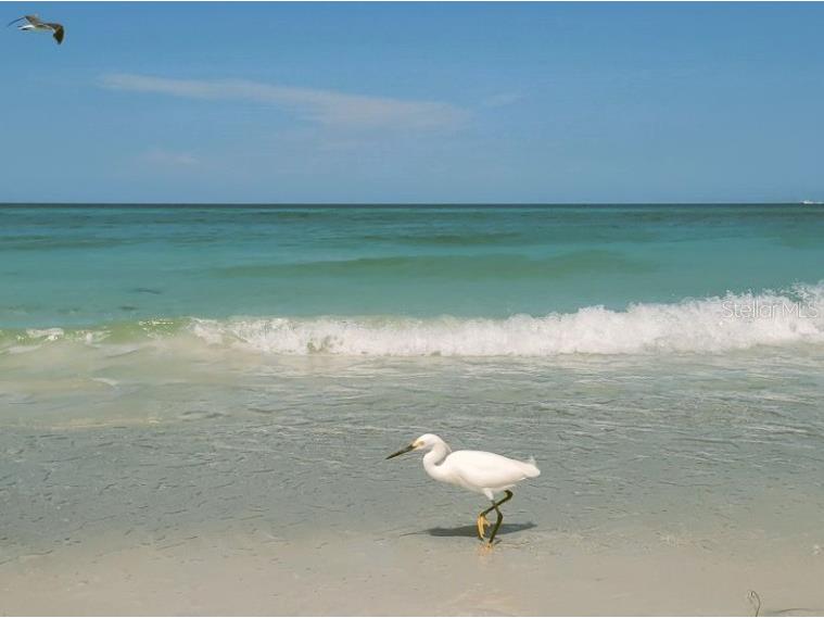 8607 50th Avenue W Bradenton FL 34210 A4670602 image100