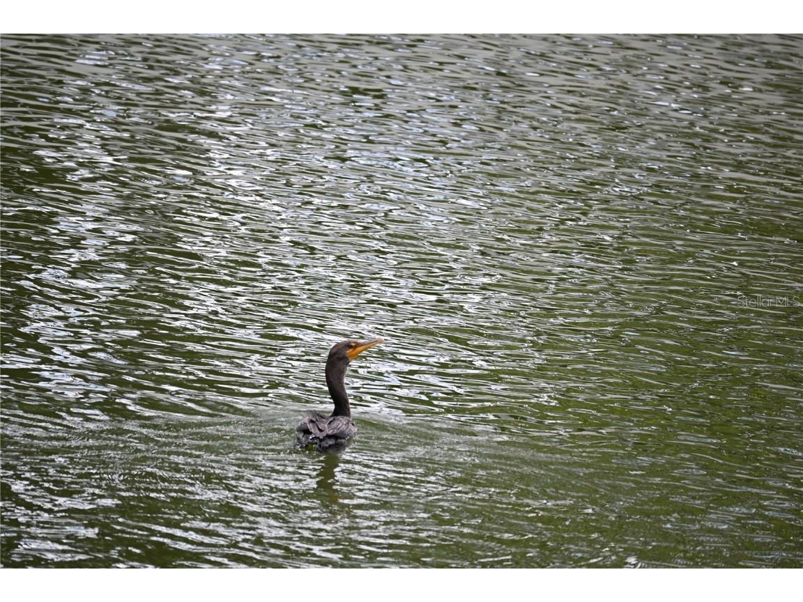 8609 Driftwood Drive Tampa FL 33615 TB8459808 image40