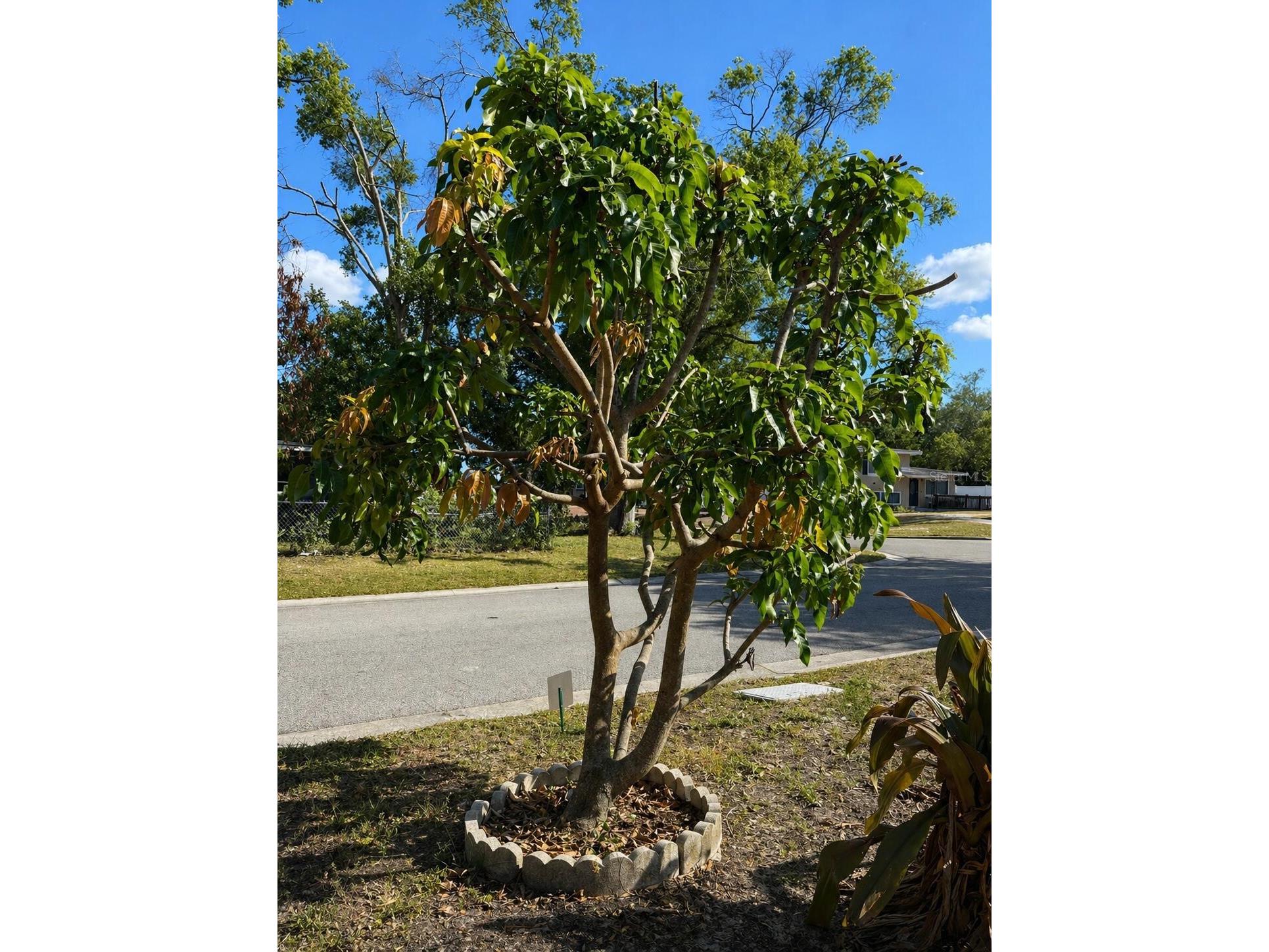 8618 Grandview Drive Tampa FL 33617 O6407119 image42