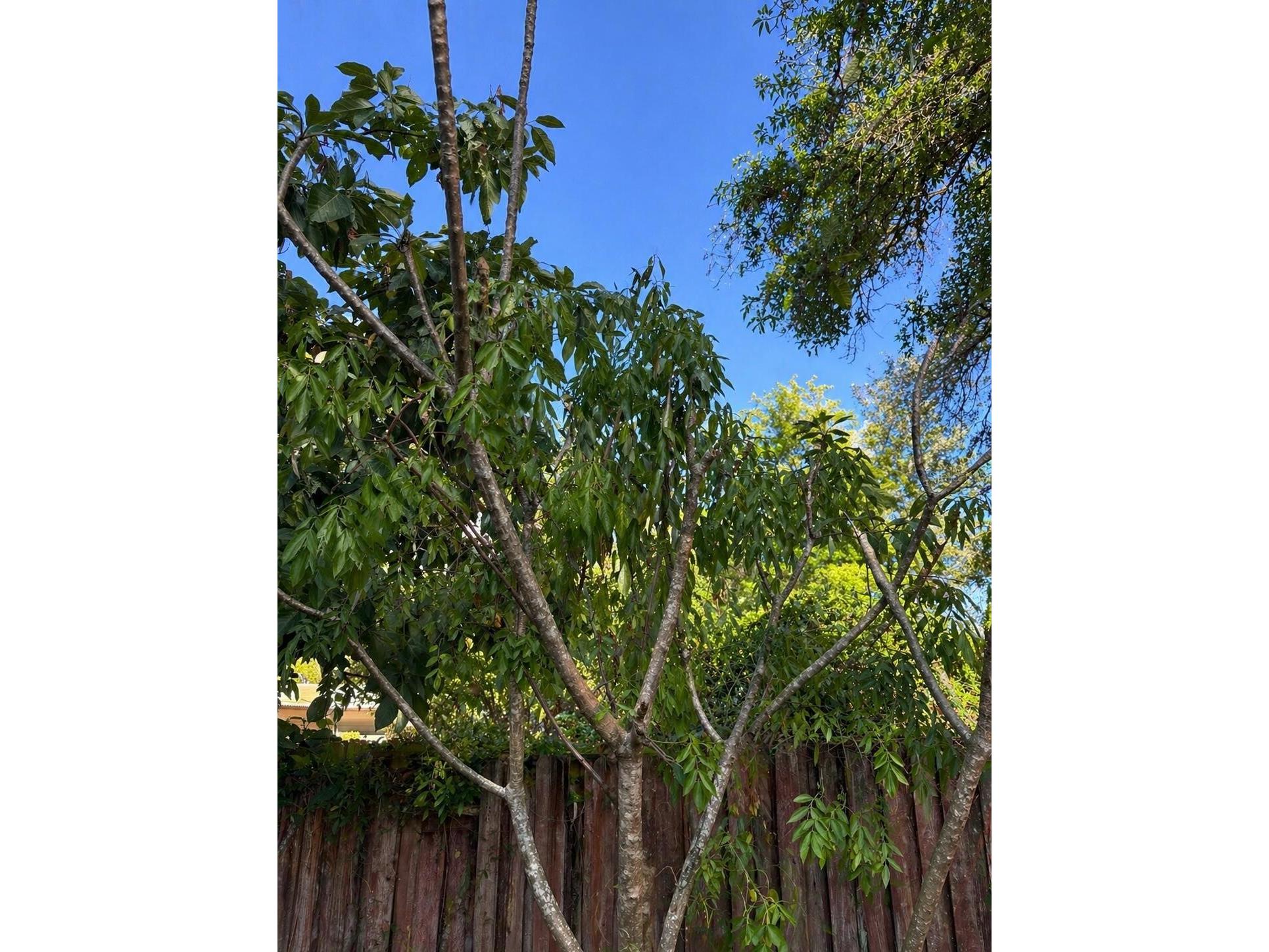 8618 Grandview Drive Tampa FL 33617 O6407119 image43