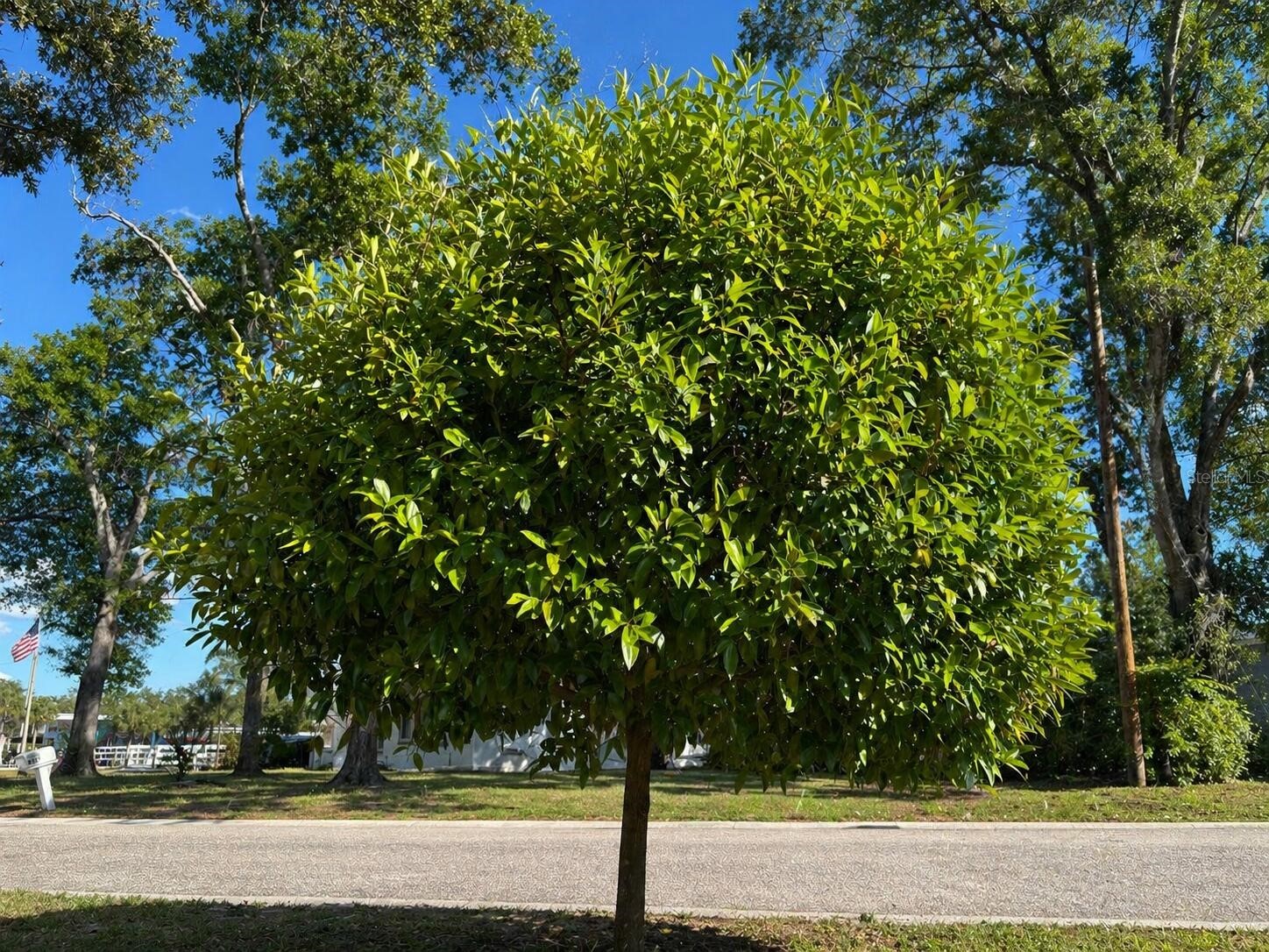 8618 Grandview Drive Tampa FL 33617 O6407119 image45