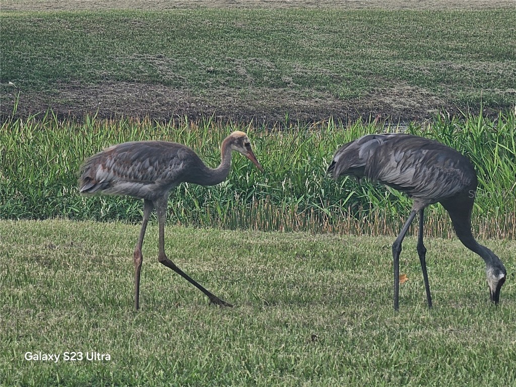 8631 Turnstone Shore Lane Riverview FL 33578 TB8407324 image27