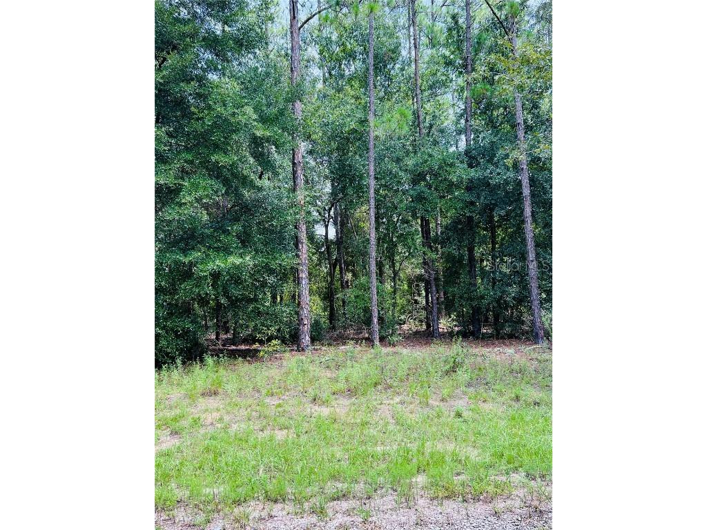 8681 N Wallingford Avenue Citrus Springs FL 34434 W7867845 image2