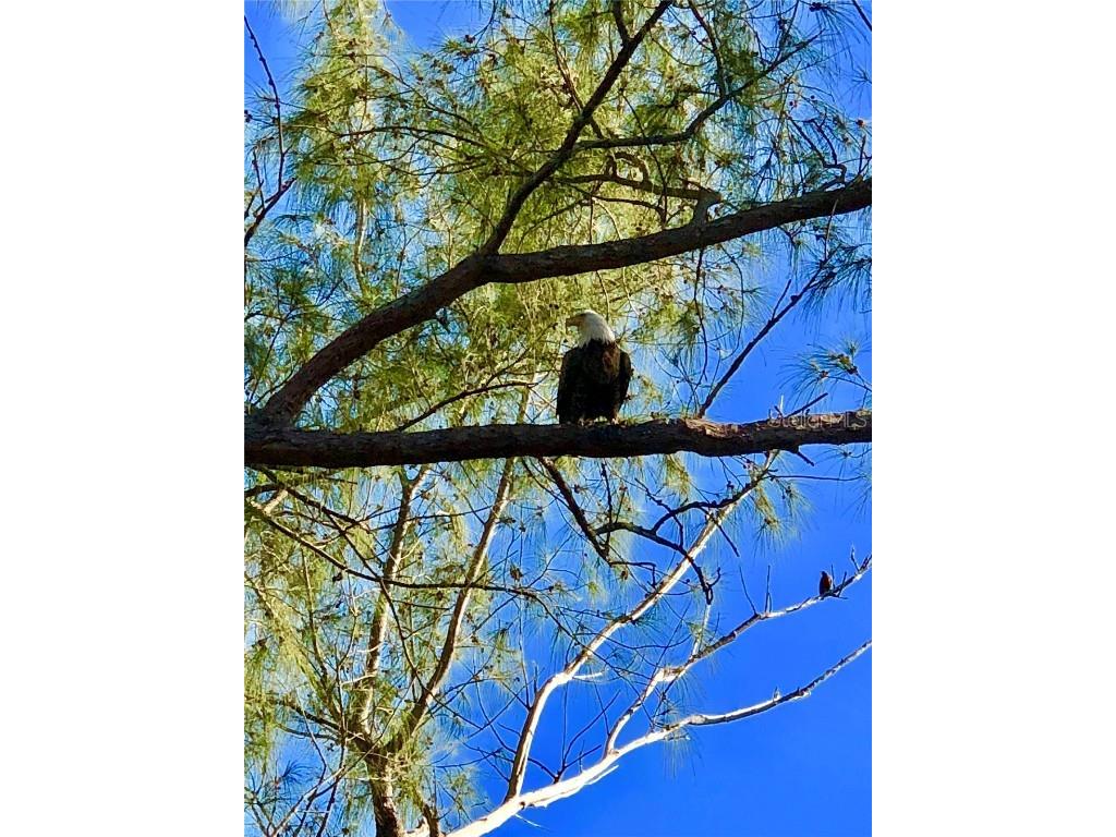 8692 Marsh Street Placida FL 33946 D6144001 image51