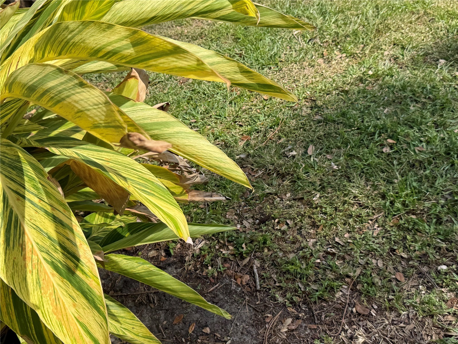 870 Village Lake Terrace N #101 Saint Petersburg FL 33716 TB8492765 image21