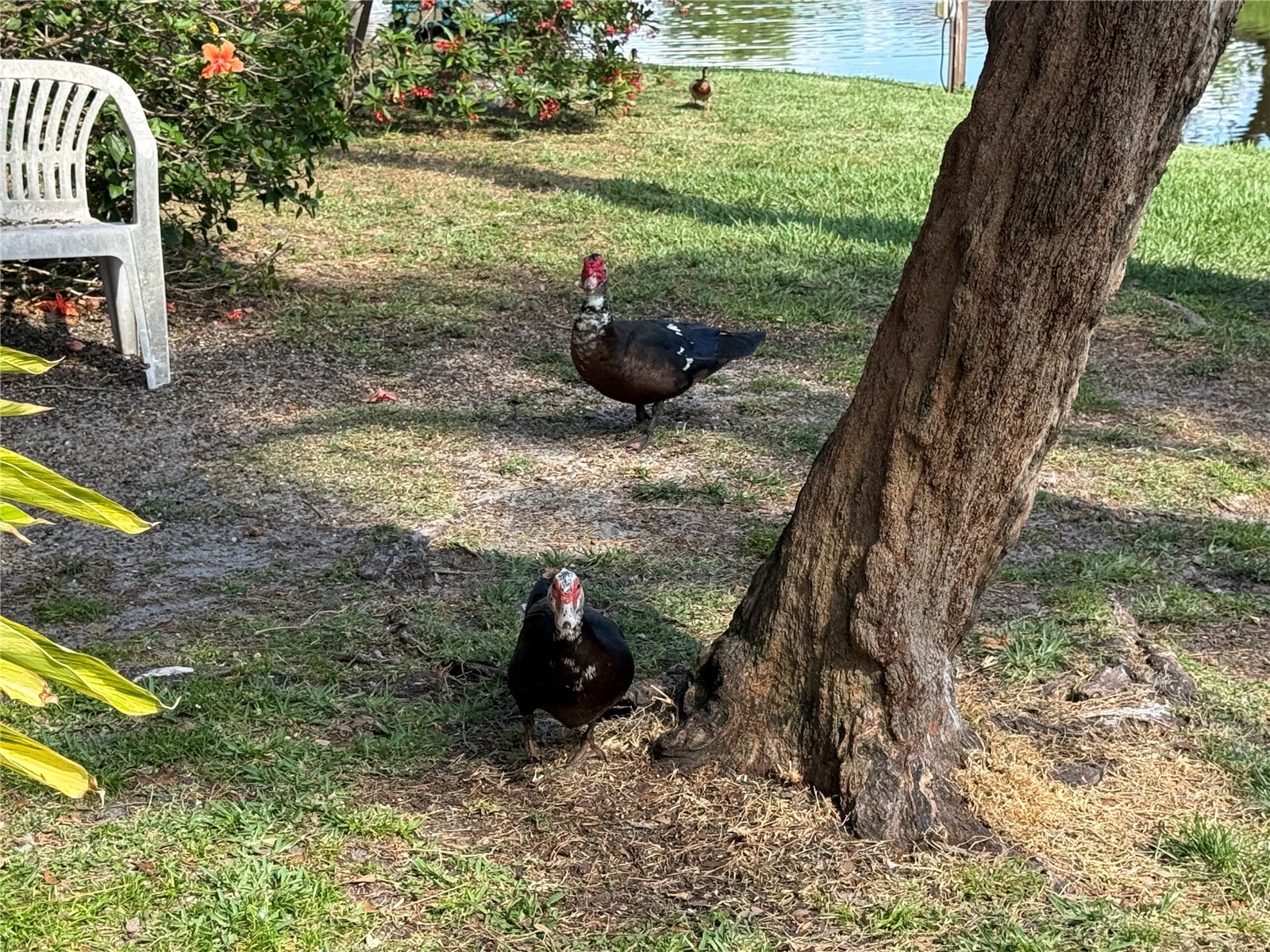 870 Village Lake Terrace N #101 Saint Petersburg FL 33716 TB8492765 image23