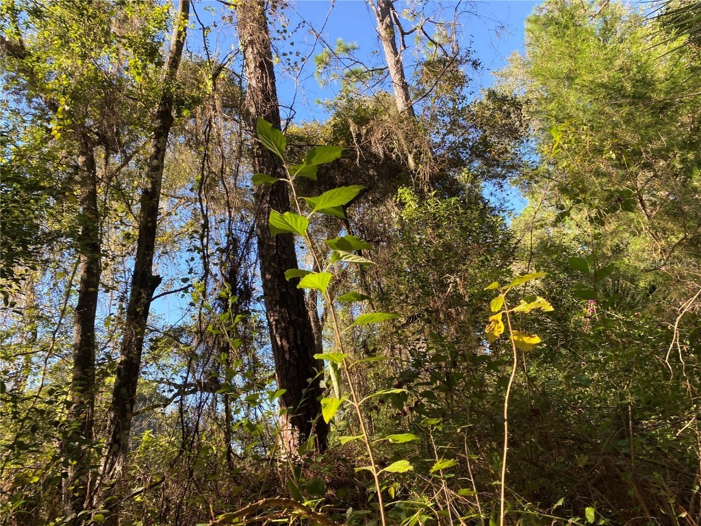 8701 S Fruition Avenue Floral City FL 34436 TB8373221 image13