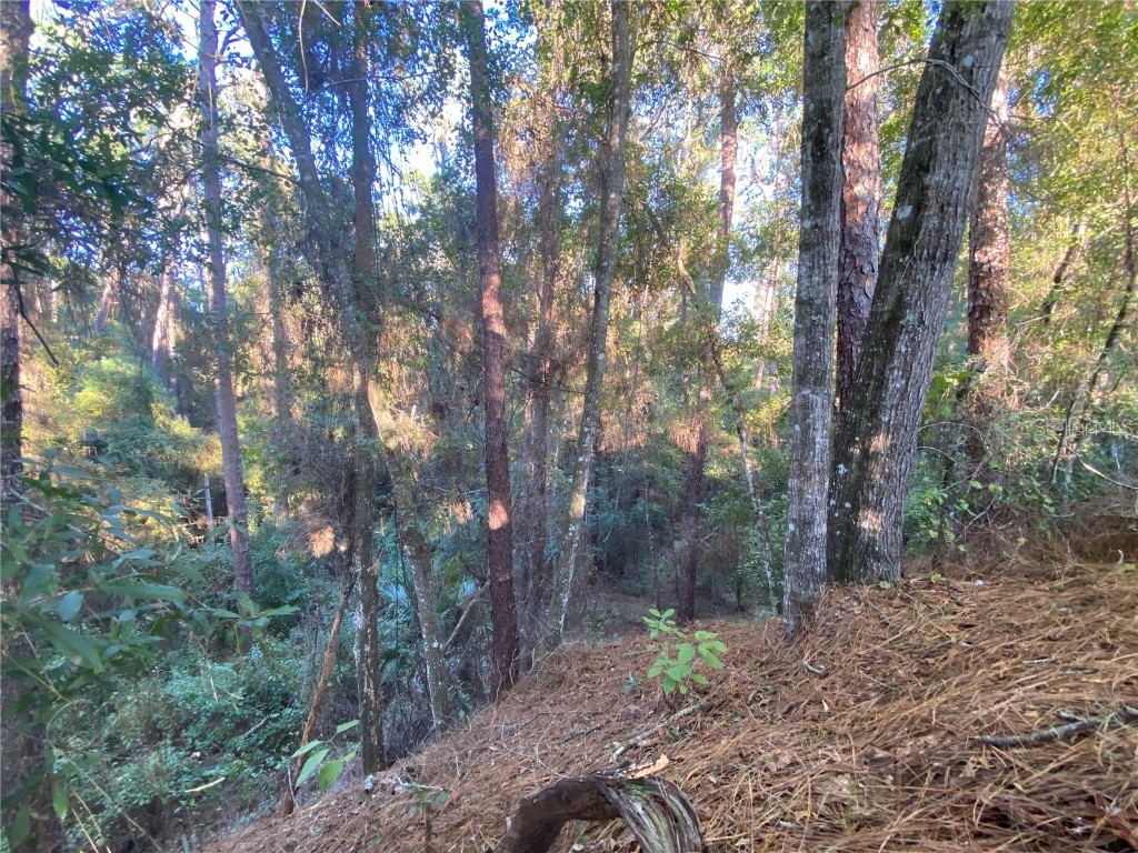 8701 S Fruition Avenue Floral City FL 34436 TB8373221 image16