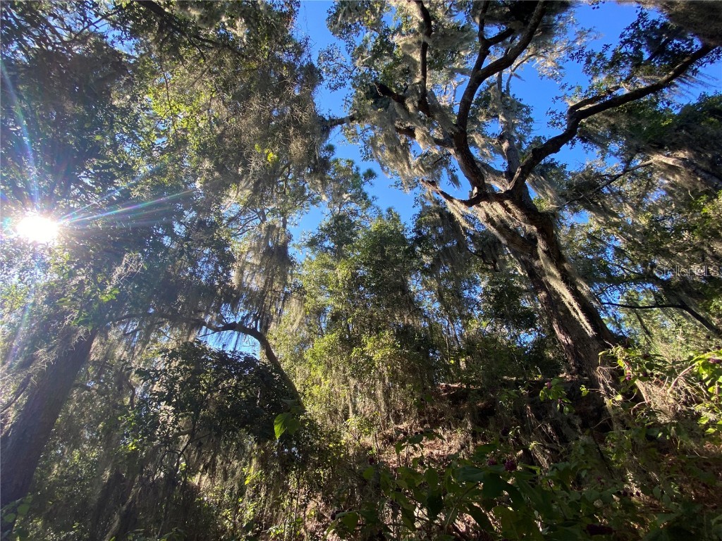 8701 S Fruition Avenue Floral City FL 34436 TB8373221 image24