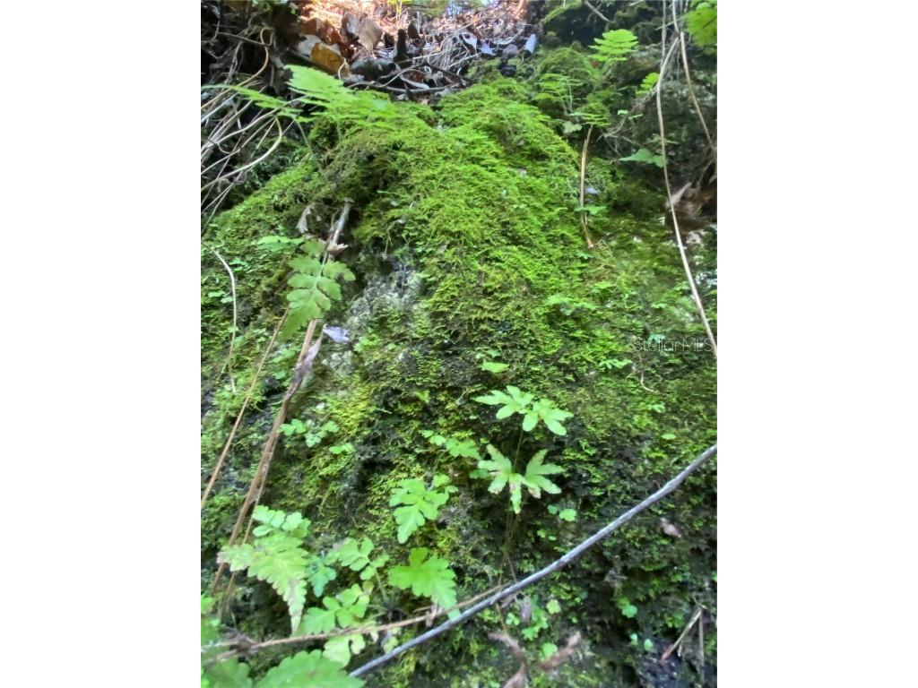 8701 S Fruition Avenue Floral City FL 34436 TB8373221 image32