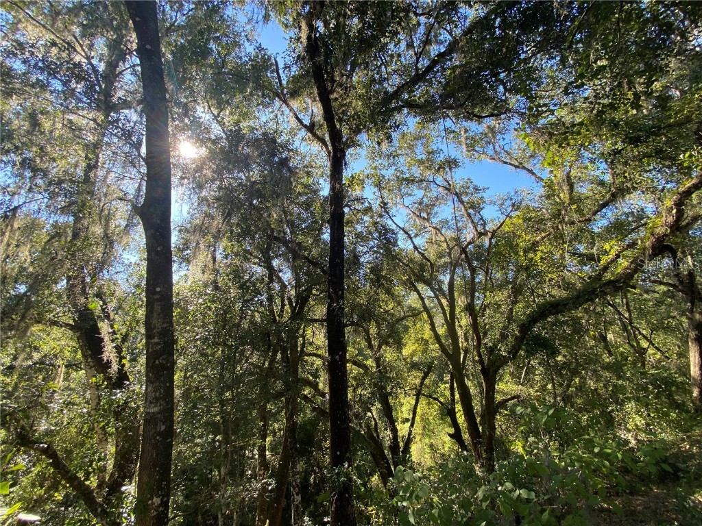 8701 S Fruition Avenue Floral City FL 34436 TB8373221 image38