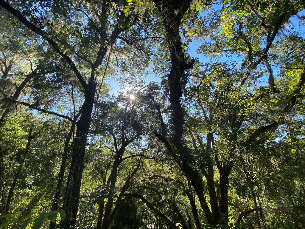 8701 S Fruition Avenue Floral City FL 34436 TB8373221 image39