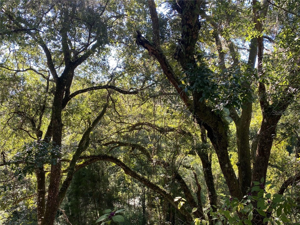 8701 S Fruition Avenue Floral City FL 34436 TB8373221 image40