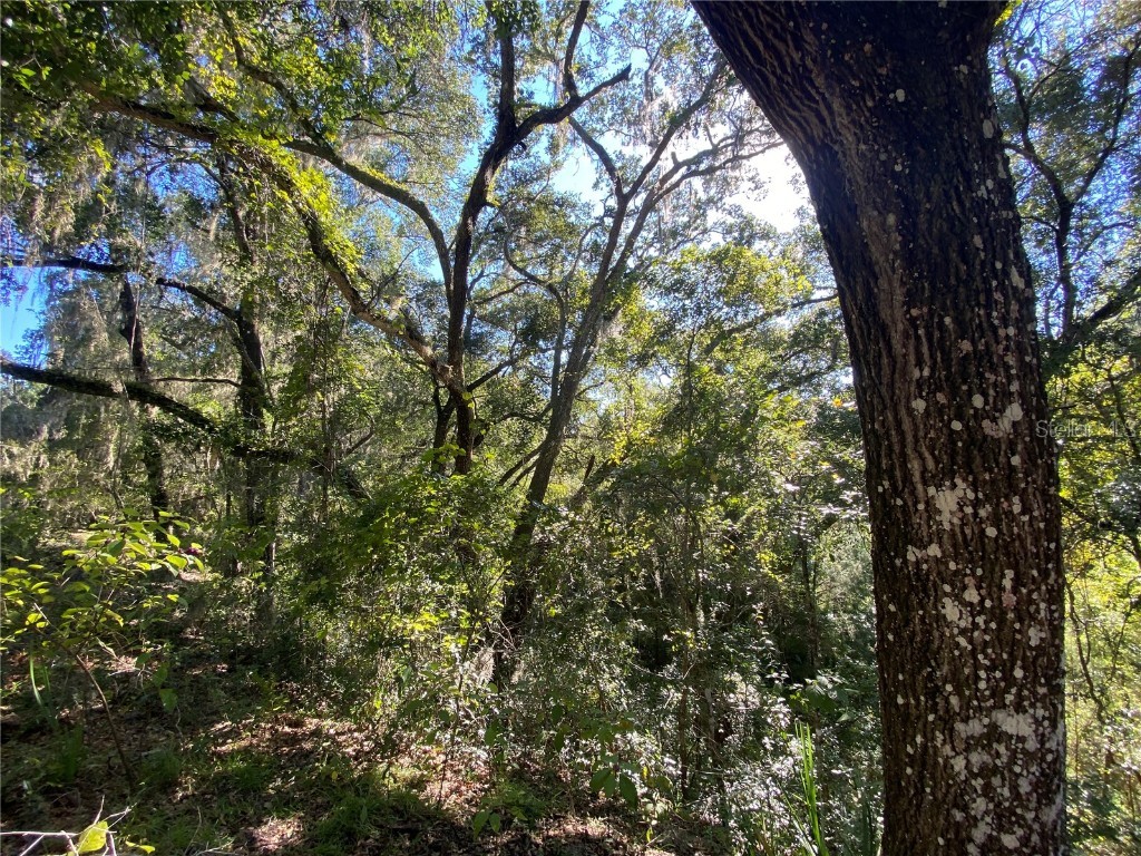 8701 S Fruition Avenue Floral City FL 34436 TB8373221 image41