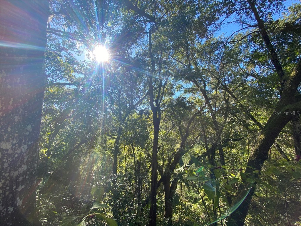 8701 S Fruition Avenue Floral City FL 34436 TB8373221 image42