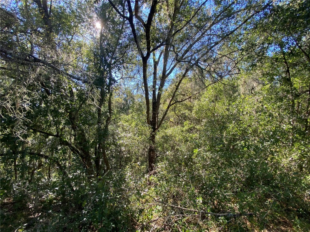 8701 S Fruition Avenue Floral City FL 34436 TB8373221 image47