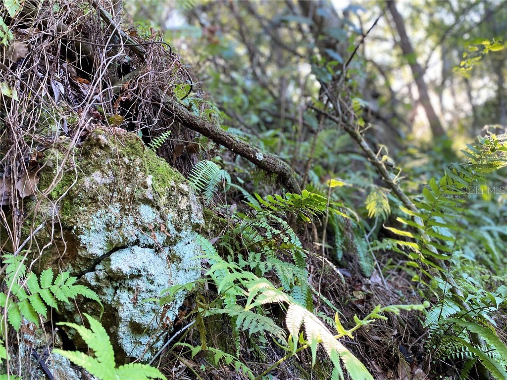 8701 S Fruition Avenue Floral City FL 34436 TB8373221 image5