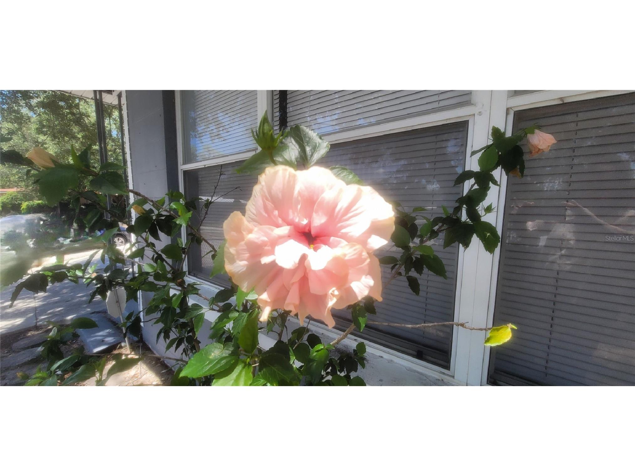 8702 Beverly Drive Tampa FL 33617 TB8516197 image34