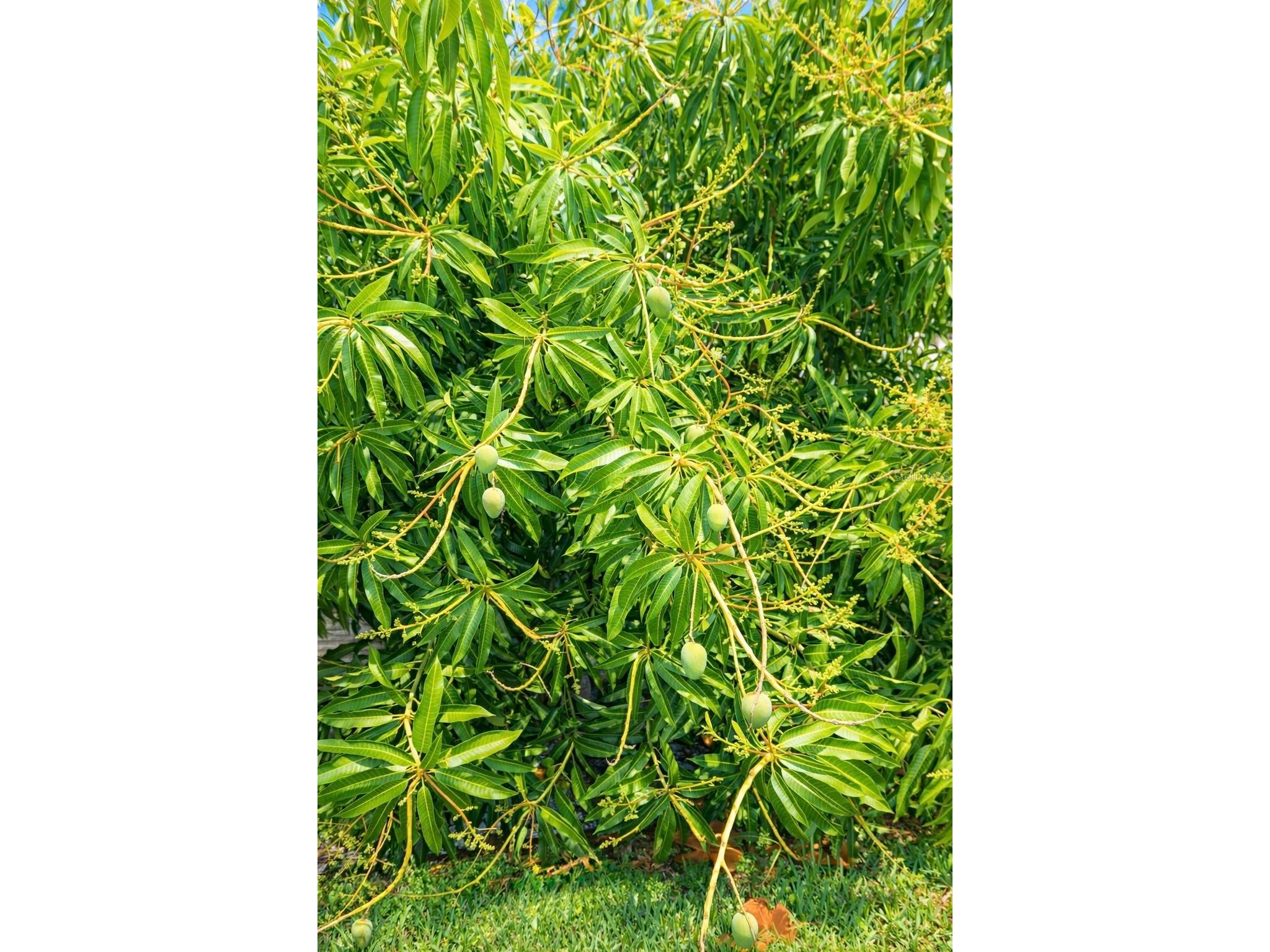 8720 Hickorywood Lane Tampa FL 33615 TB8433715 image39