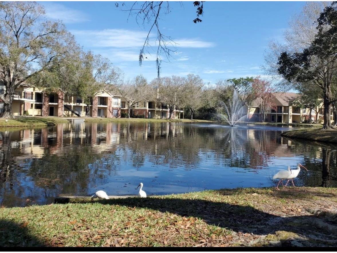 8723 Fancy Finch Drive #201 Tampa FL 33614 TB8494612 image34