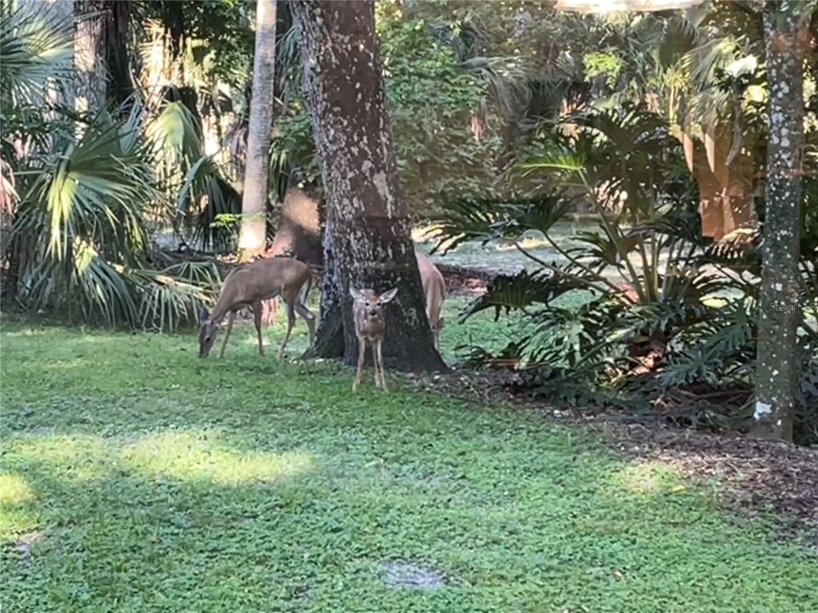 8725 Quail Run Drive Wesley Chapel FL 33544 A4676431 image13