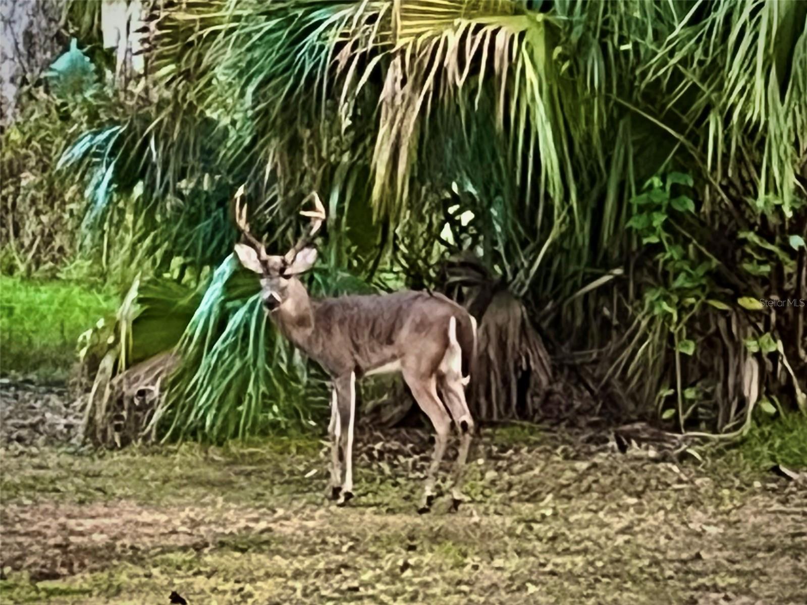 8725 Quail Run Drive Wesley Chapel FL 33544 A4676431 image71