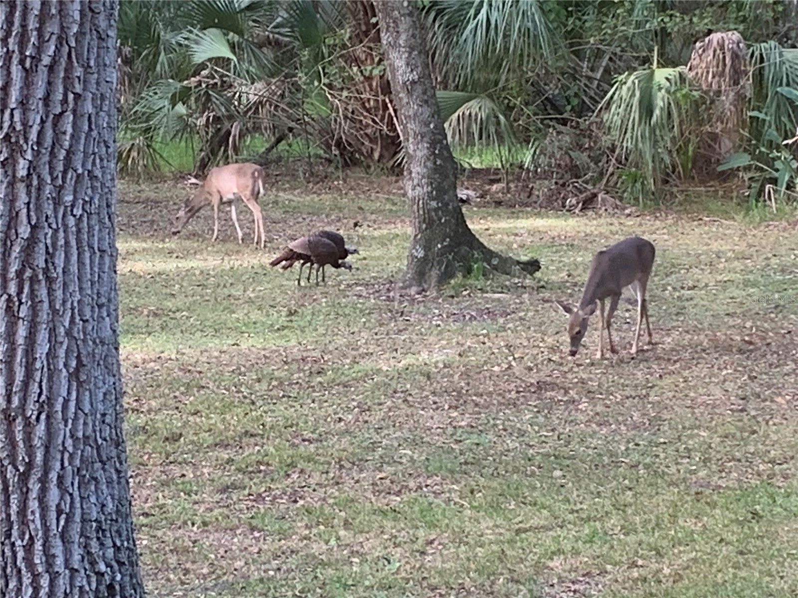 8725 Quail Run Drive Wesley Chapel FL 33544 A4676431 image72