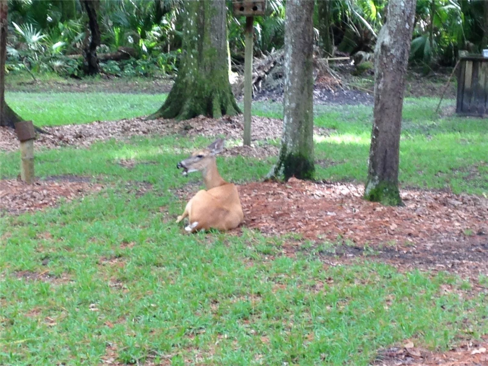 8725 Quail Run Drive Wesley Chapel FL 33544 A4676431 image73