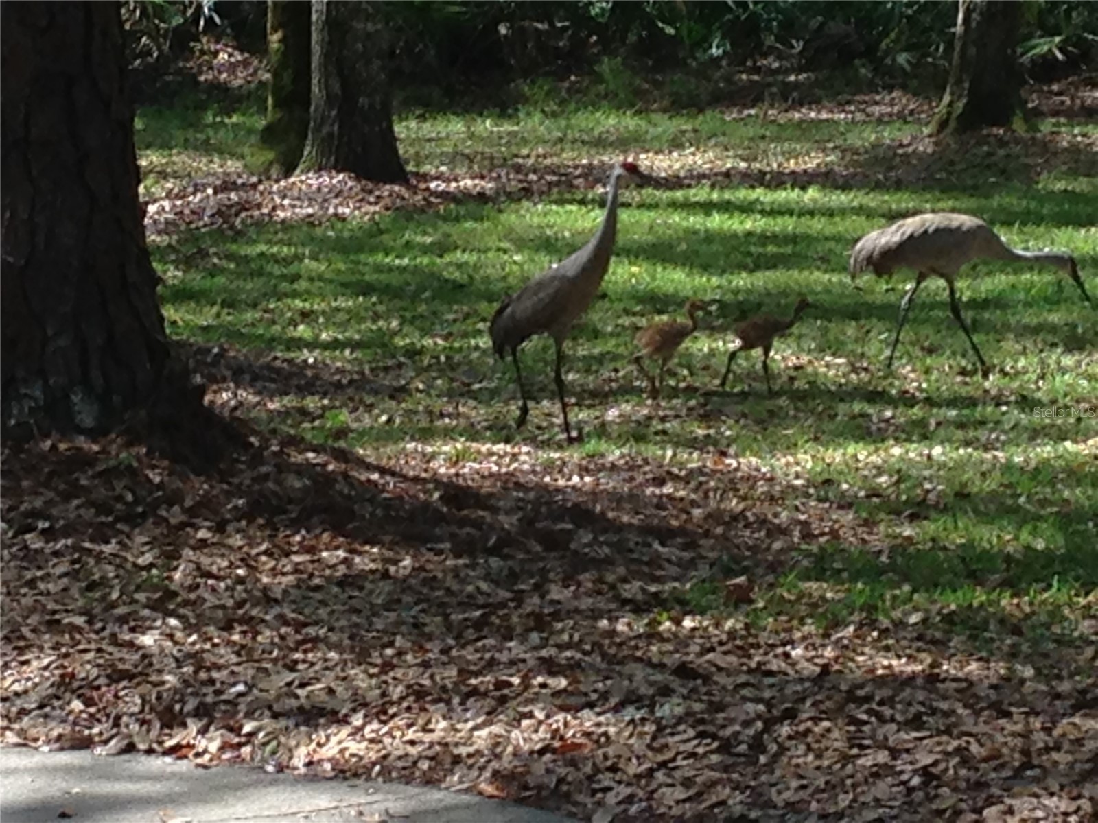 8725 Quail Run Drive Wesley Chapel FL 33544 A4676431 image74