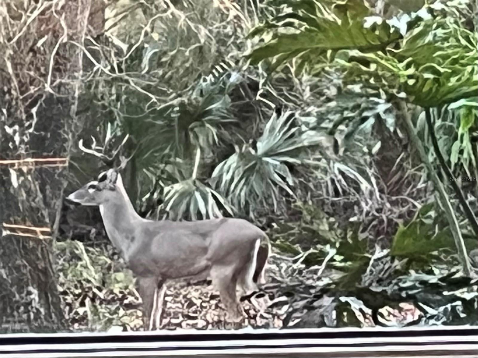 8725 Quail Run Drive Wesley Chapel FL 33544 A4676431 image75