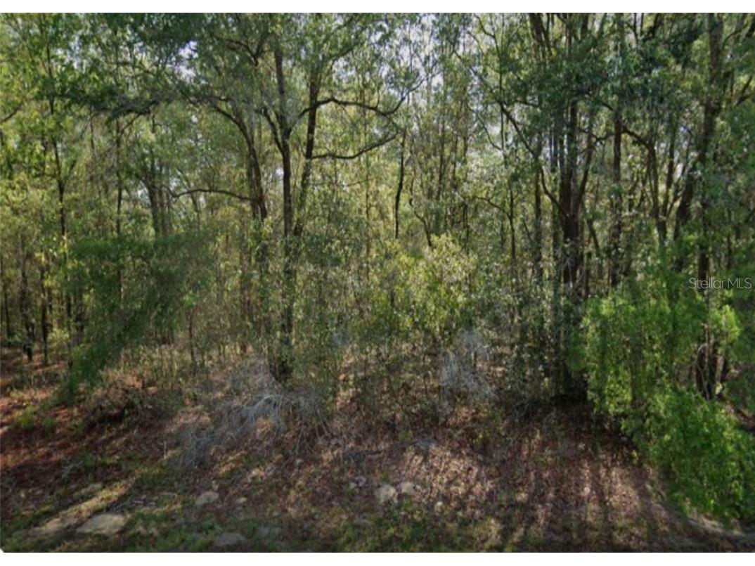 8731 N Sandree Drive Citrus Springs FL 34433 OM660257 image1