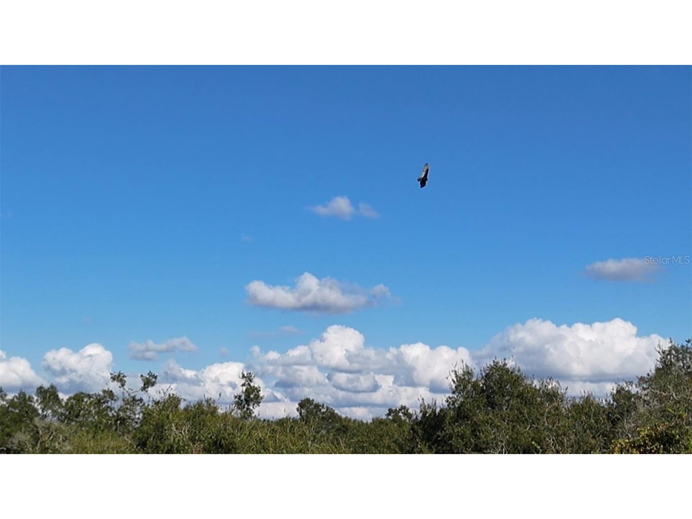 8735 Cr 631a Bushnell FL 33513 OM712422 image14
