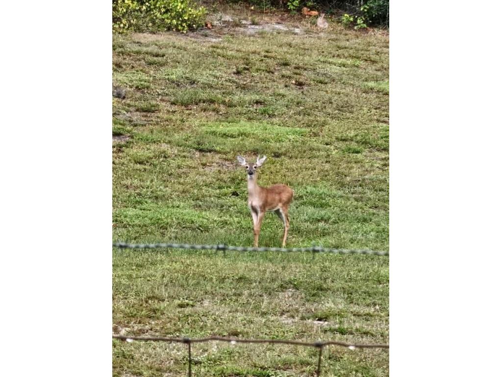 8735 Cr 631a Bushnell FL 33513 OM712422 image16