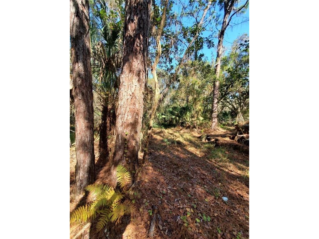 8738 Lindy Lane New Port Richey FL 34655 W7851874 image5