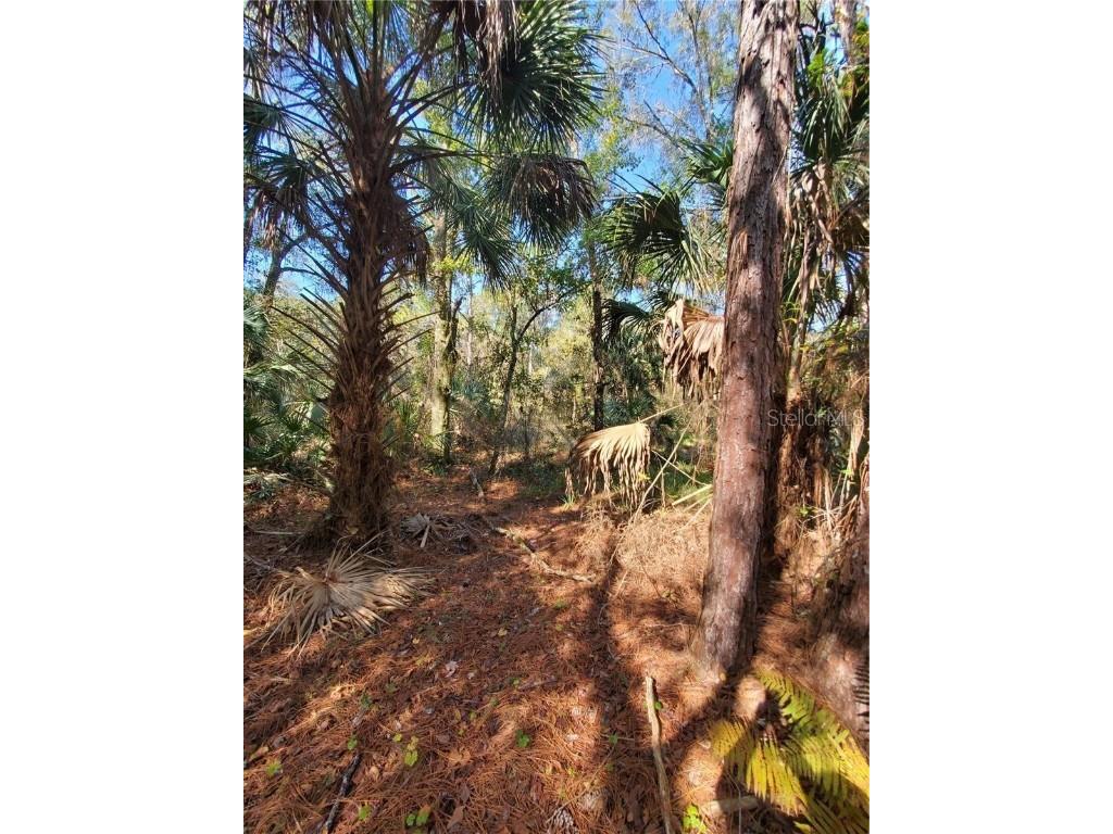 8738 Lindy Lane New Port Richey FL 34655 W7851874 image6