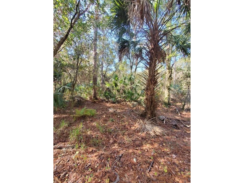 8738 Lindy Lane New Port Richey FL 34655 W7851874 image7