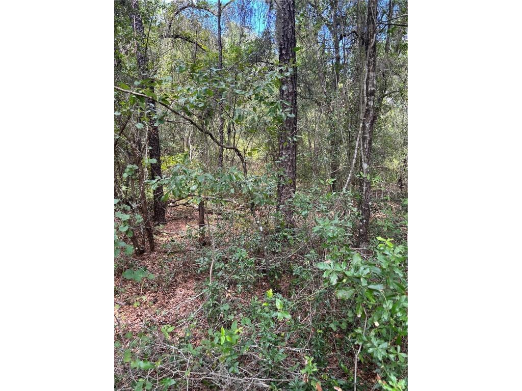 875 E Elston Place Citrus Springs FL 34434 O6339249 image2