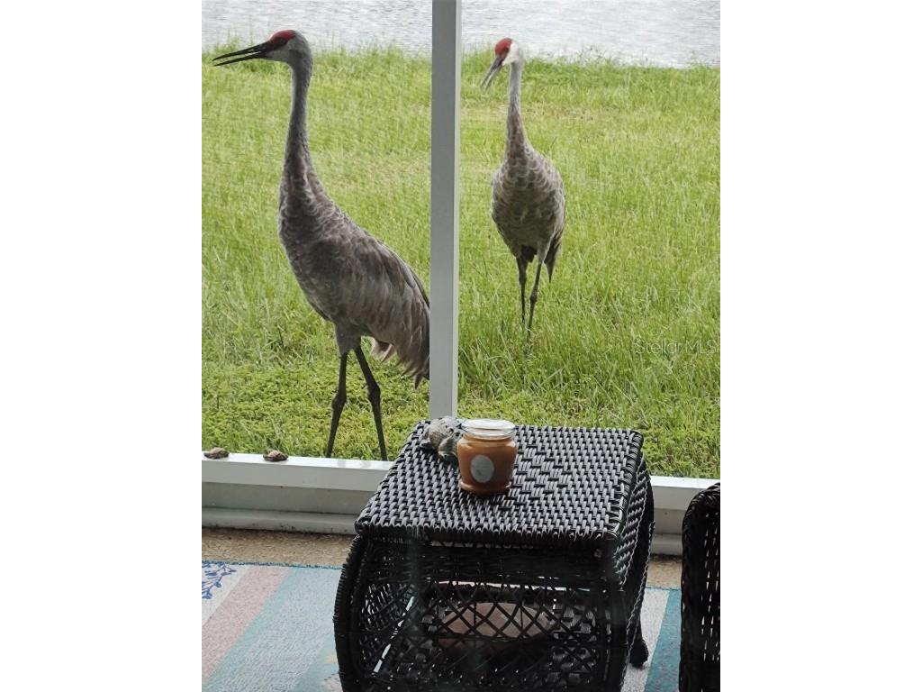 8755 Prairie Creek Drive New Port Richey FL 34655 TB8418150 image33