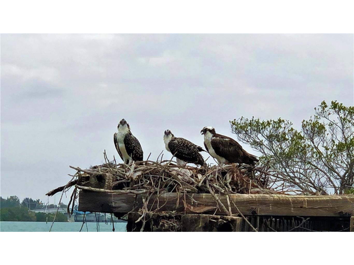 8768 King Street Placida FL 33946 D6143898 image9