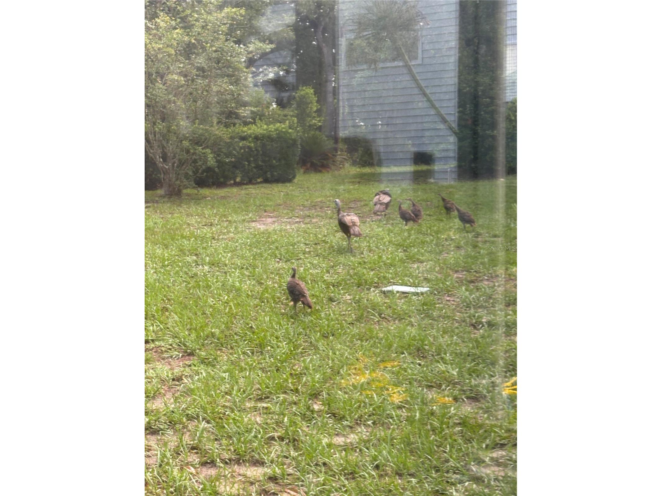 8795 SW 108th Street Ocala FL 34481 OM727499 image49
