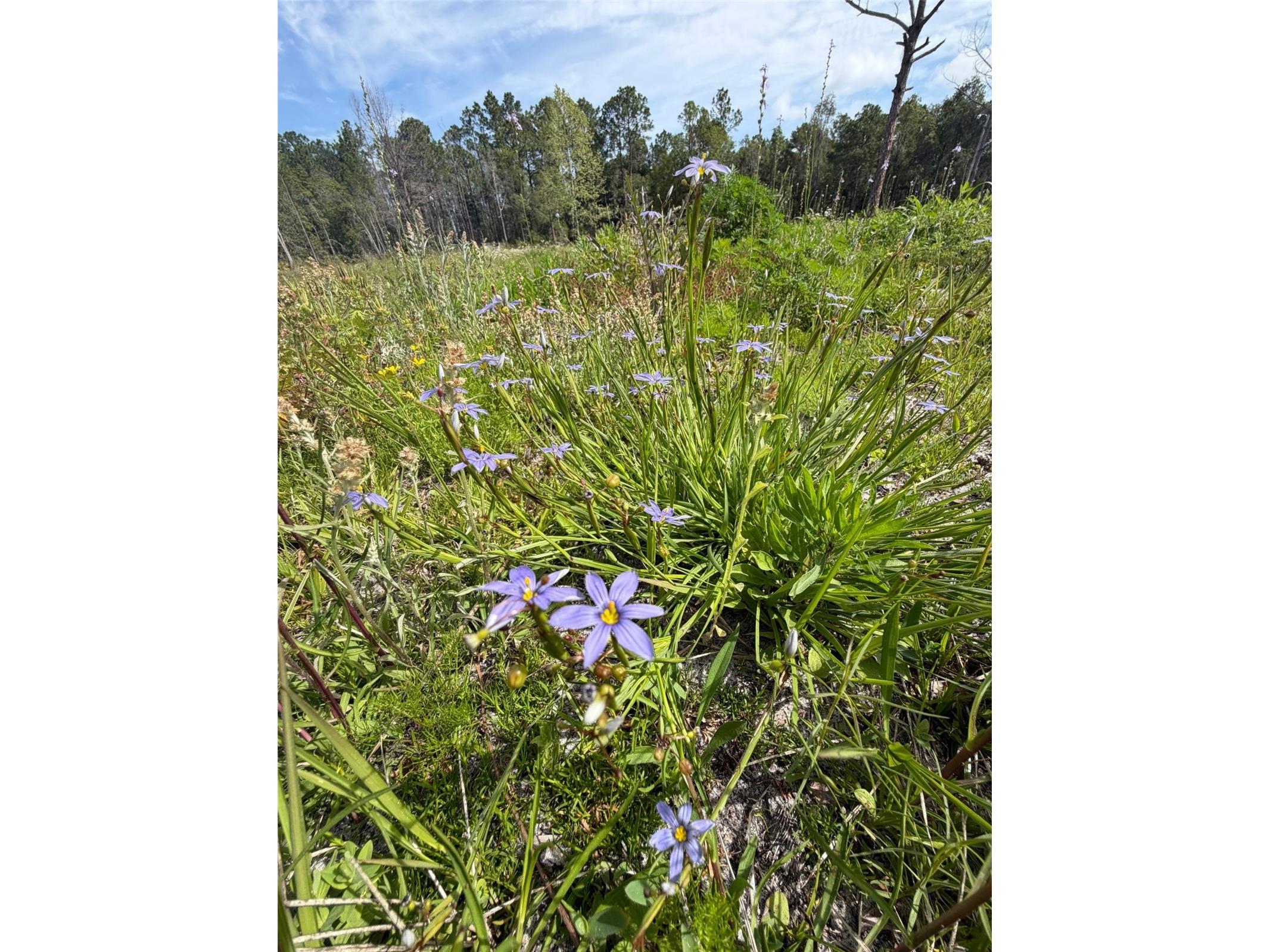 8798 E Highway 318 Citra FL 32113 OM721326 image12