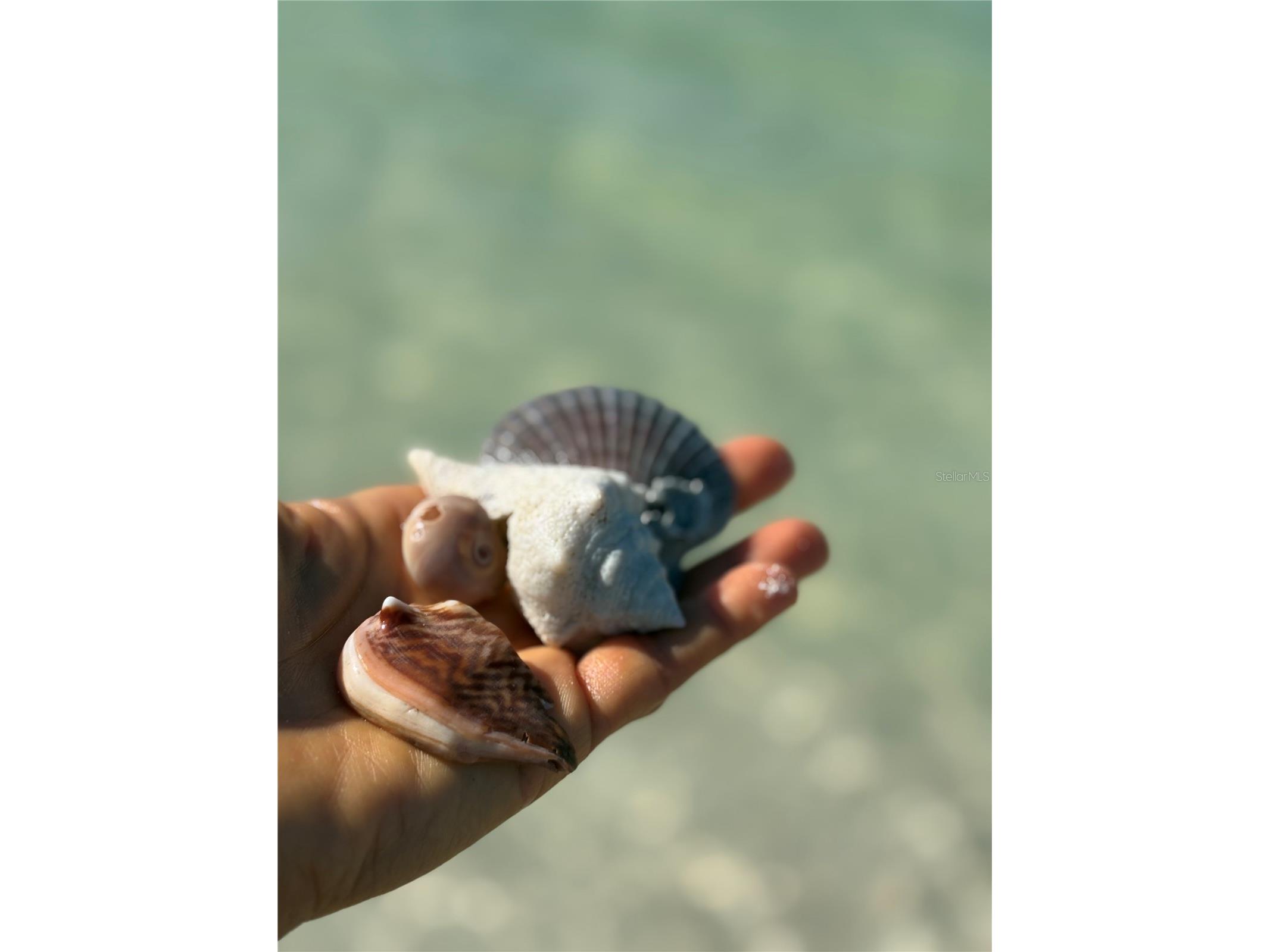 880 Mandalay Avenue #S702 Clearwater Beach FL 33767 - GULF OF MEXICO INTERCOASTAL TB8464148 image35