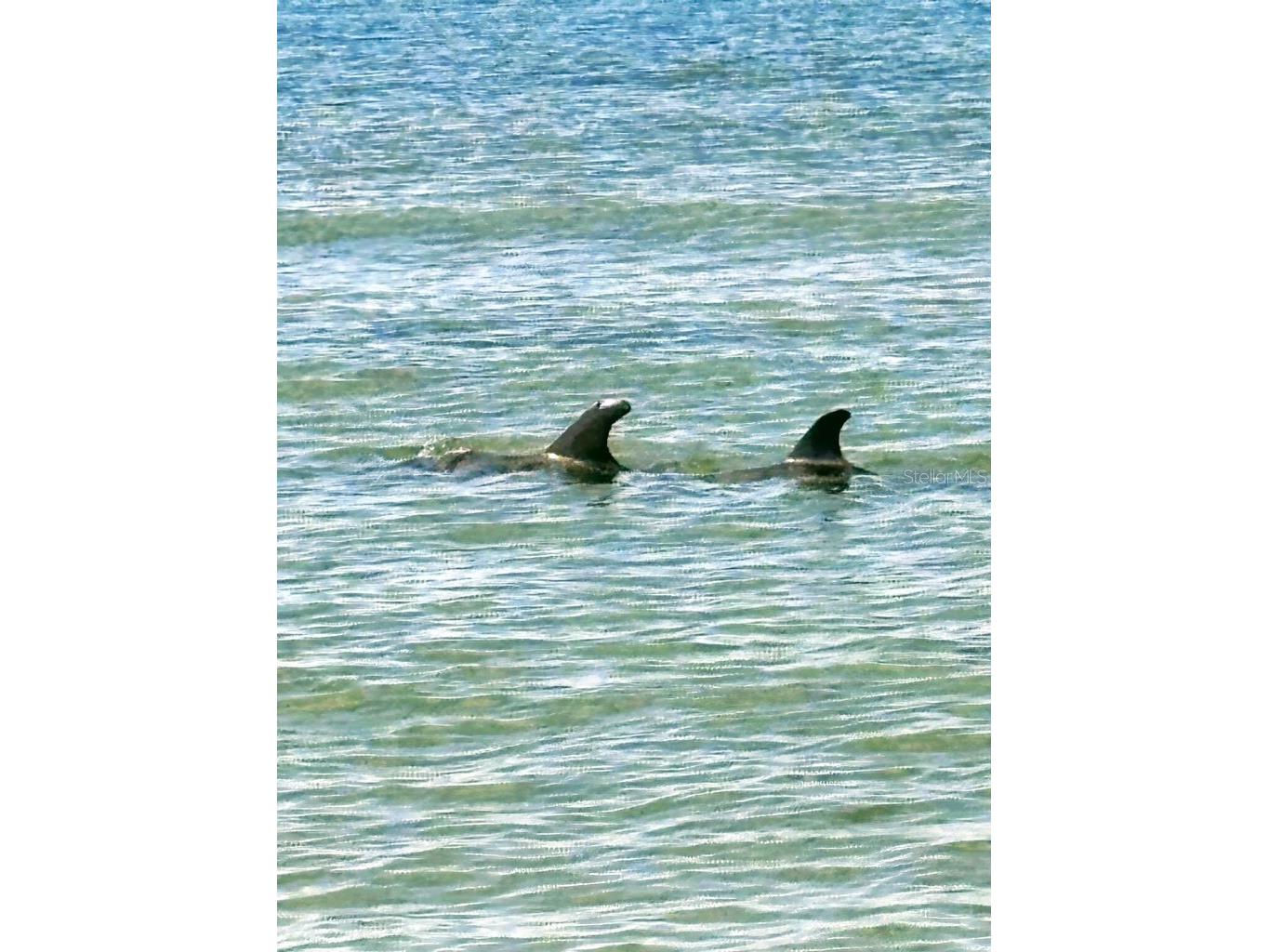 880 Mandalay Avenue #S702 Clearwater Beach FL 33767 - GULF OF MEXICO INTERCOASTAL TB8464148 image41