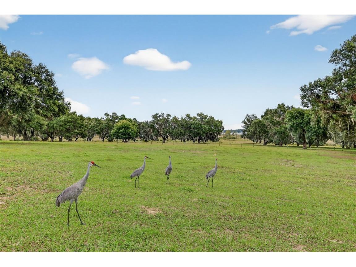 8810 County Road 561 Clermont FL 34711 - LAKE GARY & LAKE NELLIE G5103575 image13