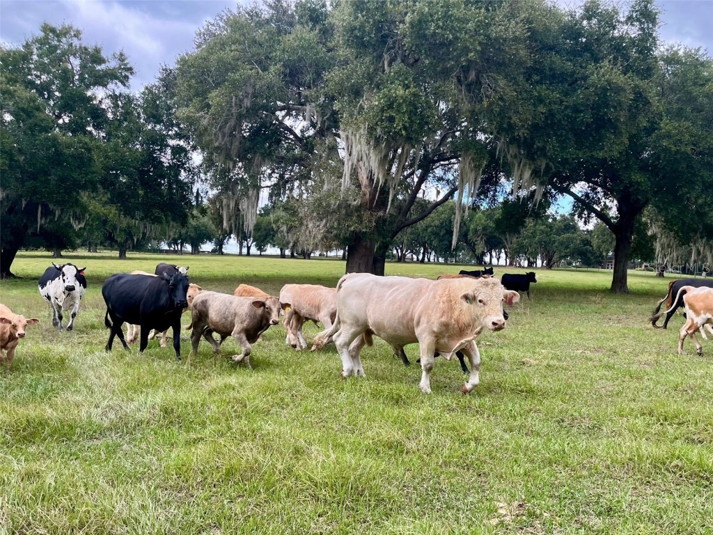 8810 County Road 561 Clermont FL 34711 - LAKE GARY & LAKE NELLIE G5103575 image14