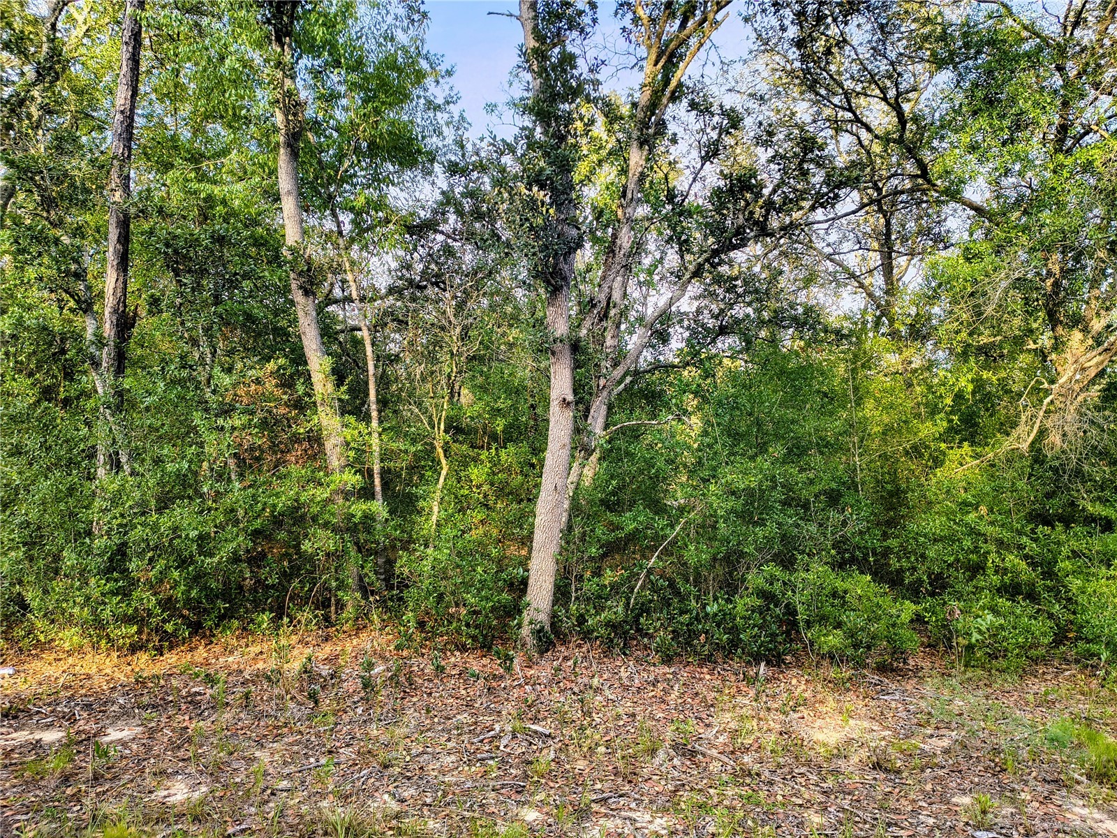 8821 NE 97th Court Bronson FL 32621 OM727413 image1