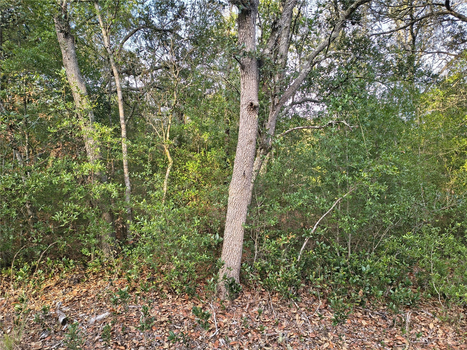 8821 NE 97th Court Bronson FL 32621 OM727413 image2