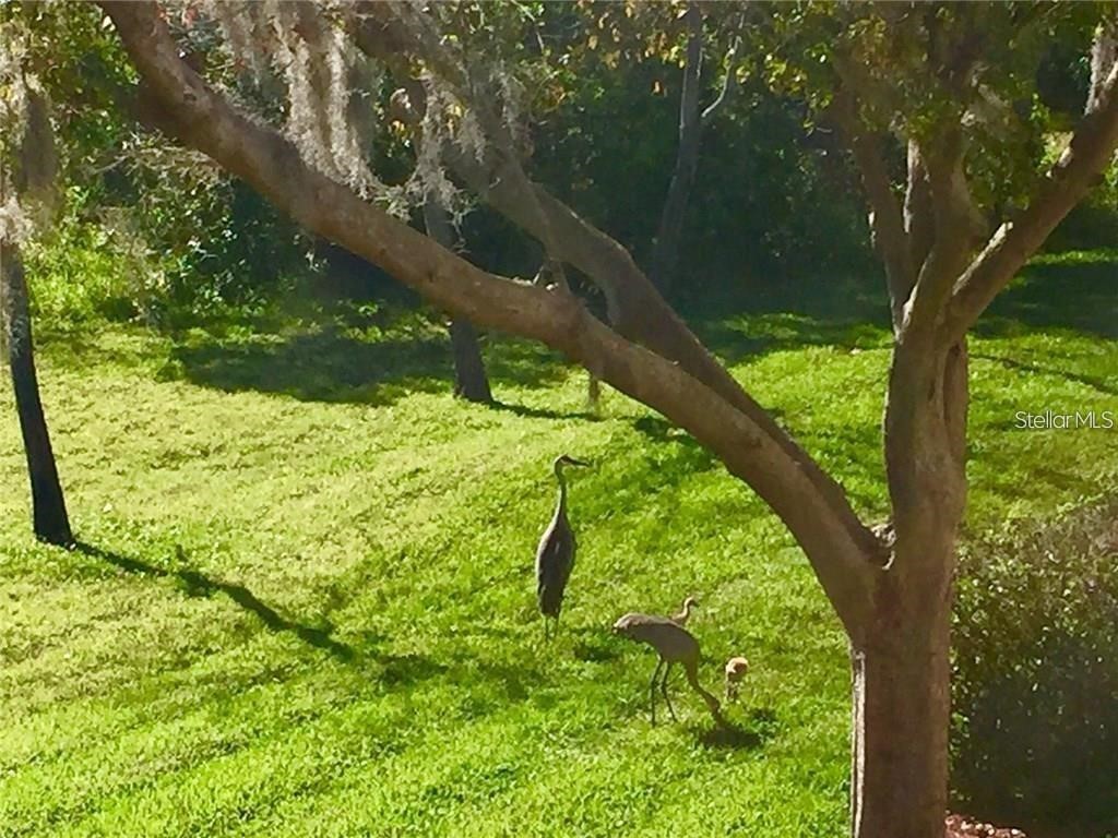 8830 Coral Palms Court #B Kissimmee FL 34747 O6388625 image10